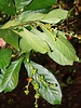 Psychotria viridis | Live Plant Photos | The Field Museum