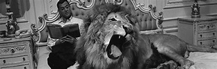 Un leone nel mio letto (1965) | FilmTV.it