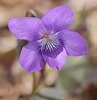 File:Alpine Violet Viola labradorica Flower Closeup 1456px.jpg ...