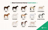 30 Most Common Horse Colors (With Color Chart) | Pet Keen