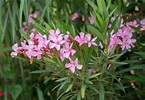 How to Grow and Care for Oleander