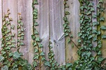 Planta de hiedra rastrera sobre fondo de valla rústica de madera | Foto ...