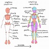 Learning drawing principles | Human anatomy drawing, Anatomy tutorial ...