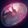 Aumento de líquido amniótico – Guia do Bebê