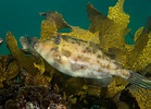 Leather Jacket Fish Species - ERTQNES