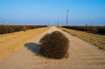 California's Meddlesome Tumbleweeds Could Grow Even More Menacing ...