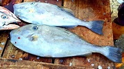 LEATHER JACKET FISH | FRESH FISH CUTTING SKILL | පරමනාදන් - YouTube