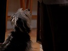 "Monk" Mr. Monk and the Dog (TV Episode 2009) - IMDb