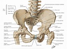 pelvis-anatomy-As-an-introduction-to-musculoskeletal-injuries-it-is ...