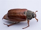 June Beetle Control: How To Get Rid Of June Bugs