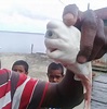 活久见！印尼渔民鲨鱼肚中剖出“怪物”，传说中通体雪白的独眼鱼_腾讯新闻