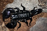 File:Emporer scorpion.jpg