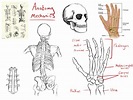 Human anatomy basics and practice – Archie McConachie
