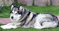10 Amazing Wolf Dog Breeds - The Buzz Land