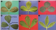 Formas de folíolos em folhas trifolioladas de alfafa: obovada (a ...