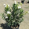 White Oleander | Star Nursery Garden and Rock Centers