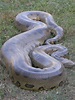 14 Green Anaconda Facts - Fact Animal