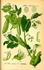 Illustration_Pisum_sativum Vintage Botanical, Botanical Prints ...