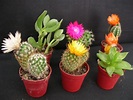 Cómo cultivar cactus con flores: 10 Consejos e ideas para jardines de ...