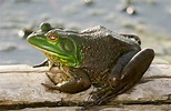 “Frog days” of summer begin at sunset June 30 | Missouri Department of ...