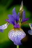 Iris sibirica Samen kaufen Sibirische Schwertlilie (Saatgut) bestellen