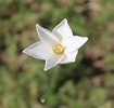 Zephyranthes drummondii (Evening Rain Lily, Evening Star Rain Lily ...