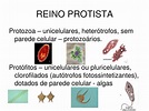 Reino Protistaorganismos Clasificacion Reproduccion Ejemplos Images