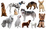 Différentes races de chien image stock. Image du race - 94714689