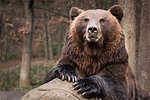 10 Incredible Brown Bear Facts - A-Z Animals