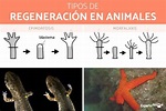 Animales que se regeneran - Explicación y ejemplos (con FOTOS)