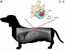狗的椎間盤疾病 Intervertebral Disc Disease in Dogs-上群動物醫院-寵物衛敎