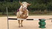 BBC World Service - Outlook, Meet Aston, the show jumping bull