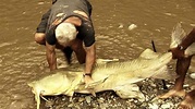 River Monsters, Killer Catfish - Animal Planet Presents | Animal Planet