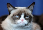 Grumpy Cat - Pictures, Breed, Personality, History, Information ...