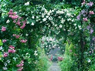 5 Simple Steps to Create a Rose Garden At Home - realestate.com.au