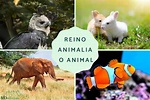 Reino Animalia o animal: características, clasificación y ejemplos ...
