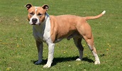 American Staffordshire Terrier Dog Breed Information, Pictures ...