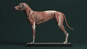 Jess O'Neill - Freelance Creature Artist - Canine Anatomy for 3D Artists
