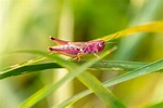 El saltamontes rosa: un insecto fascinante - Mis Animales
