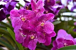 20 Types of Orchids to Use as Houseplants