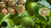 Monk Fruit Extract: The Zero-Calorie Sweetener | Top Natural Remedy