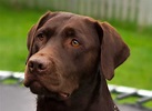 File:Labrador Retriever chocolate Hershey sit (cropped).jpg - Wikimedia ...