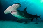 🦈 Tiburón Martillo: Características y Curiosidades » Animales Salvajes