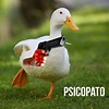 Quack - Meme subido por Leandroc :) Memedroid