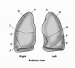 C3_Anterior view of the lungs Diagram | Quizlet