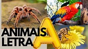 ANIMAIS QUE COMEÇAM COM A LETRA A /ANIMAIS COM A LETRA A/IMAGENS FOTOS ...