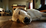Sleeping dog on floor wallpapers and images - wallpapers, pictures, photos