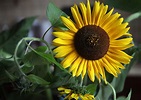 Cuidados y Curiosidades de los Girasoles - flores a domicilio