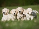 Introduction to breeding | Dog breeding | The Kennel Club