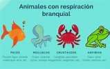 10 Ejemplos de Animales que Respiran por Branquias | Ecología Hoy